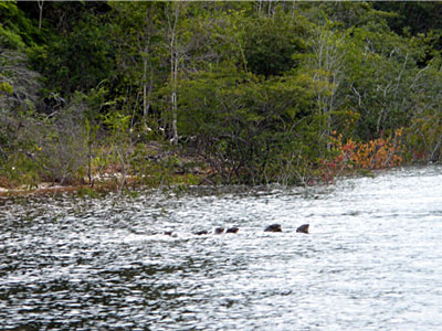 Amazon river otter family 400x300pp