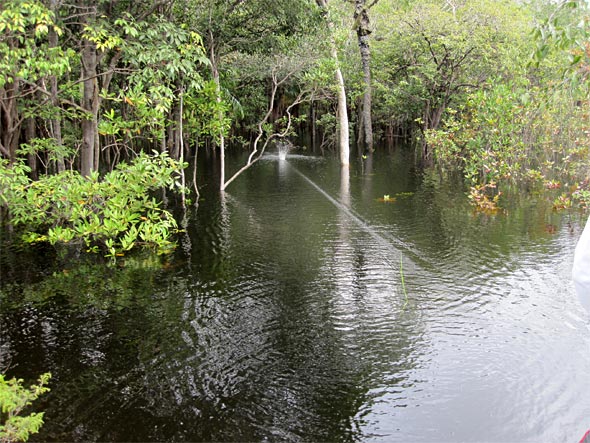 The definition of anticipation as you rip your woodchopper prop bait through a hole in the jungle waiting for the crashing strike of an unknown-sized Peacock Bass!