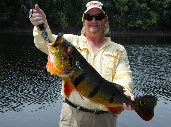 Big 13 1/2 pound acu peacock bass caught on a big woodchopper topwater by Dan Kimmel right after missing a even bigger peacock bass 3 times!