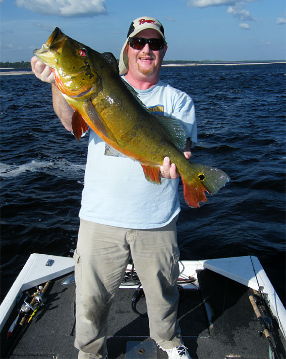 This 16 1/2 pound peacock bass came out of a deeper current break out in the river channel completely unexpected and surprising angler Dan Kimmel when it slammed his big topwater lure close to the boat!