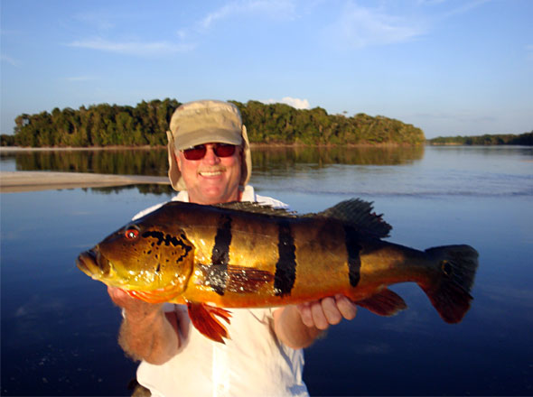 Don Stevens with another large peacock bass caught on a hot day for him, his fishing partner and guide!