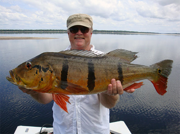 Don Stevens puts a 20 pound Speckled Peacock Bass into the boat early in our big bass trip!