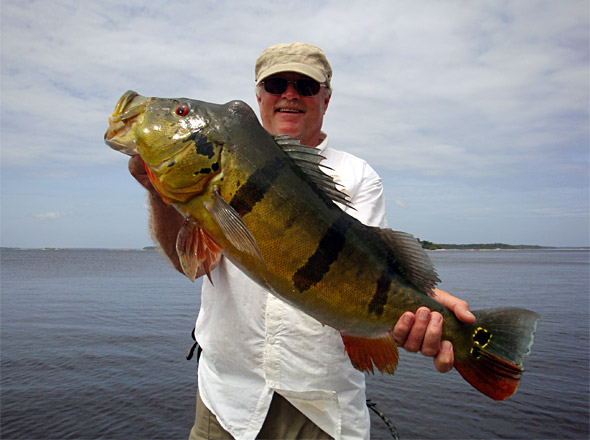 Don Stevens puts another really big spawning-phase peacock bass into the boat during our week of trophy peacock bass!