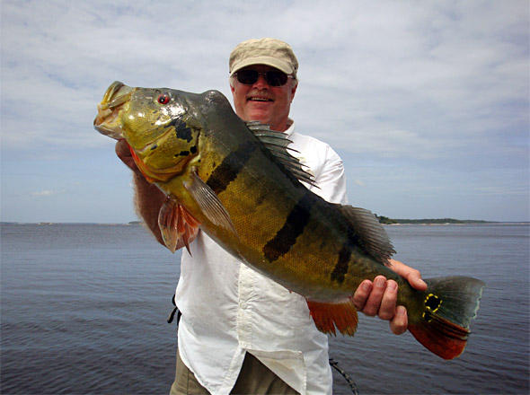 Gone In 60 Seconds: Brazil's  Peacock Bass A Big Hit For