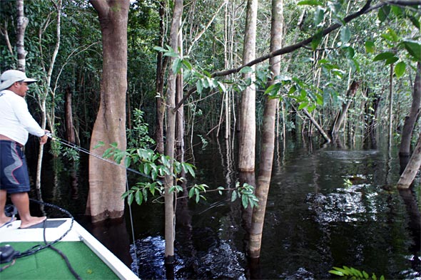 Amazon guide G casts a Woodchopper topwater into the jungle to call out the peacock bass!