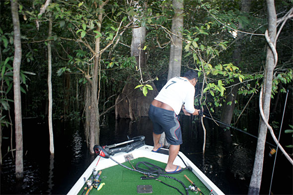 Expert peacock bass guide G lines up to make a wake up cast into the flooded Amazon jungle!