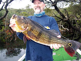 Jim lands a nice peacock bass out of the jungle while fishing with bass guide G!