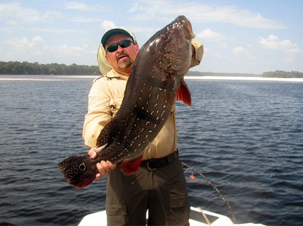 'Gator' Jim Taylor had a highly successful trip with 2 peacock bass over 21 pounds in one day! This is a closer to paca style trophy 21 pounds peacock bass he landed! A whopper!