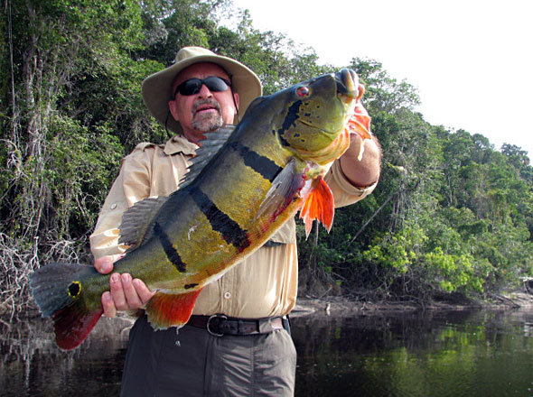 'Gator' Jim Taylor with another huge 21 plus pound spawning phase peacock bass caught while fishing with Nick and G!