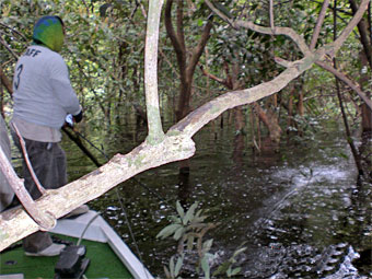Amazon guide Jo works a Woodchopper topwater through the trees to call up some peacock bass out of the jungle.