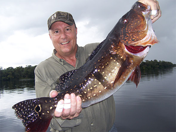 Giant Amazon Rio Negro Peacock Bass