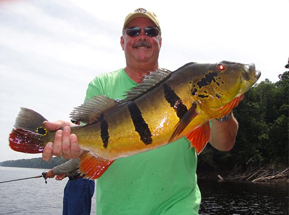 Mark D. lands another big Rio Negro Amazon big peacock bass towards the end of our trophy fishing week!