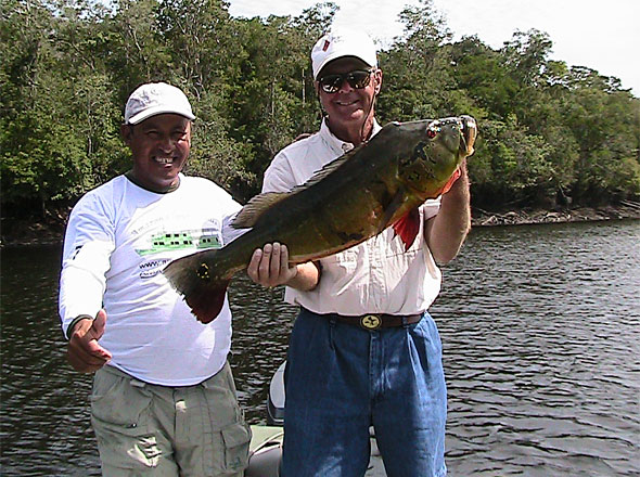 A couple days later we were fishing a more common location - a large shallow lagoon when this big 21 pound peacock bass slammed Pat's topwater only a few feet from the boat. Pat was looking at something else and paused the lure when this giant peacock bass crushed his big woodchopper while fishing with expert bass guide G!