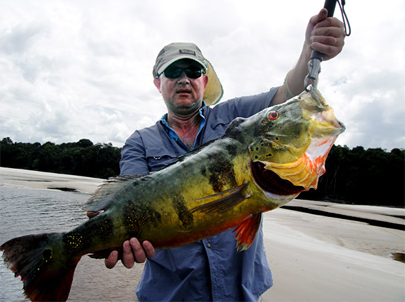 Here's another picture of Randy VanDam's great big spawning male peacock bass caught while fishing with Mark D!