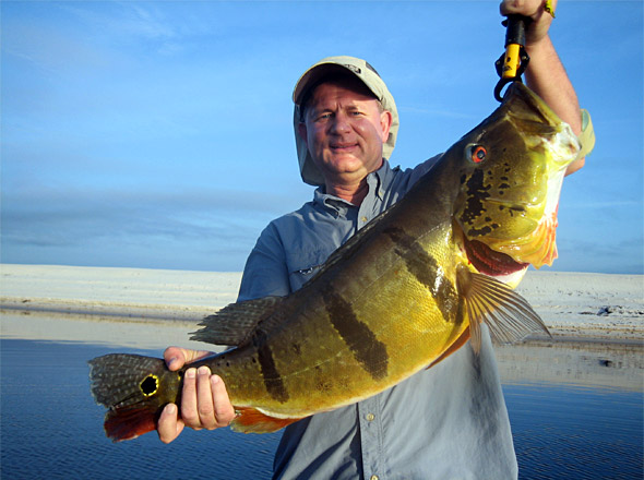 Randy VanDam with another big 'Royal' Peacock Bass caught while fishing with Mark. Randy had a great week too!
