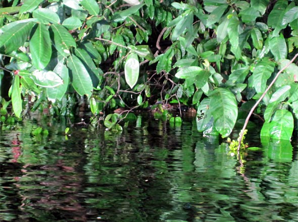 Spectacled Caiman hides in the flooded undergrowth along the Rio Negro, waiting to ambush unsuspecting prey or a lure that gets too close!