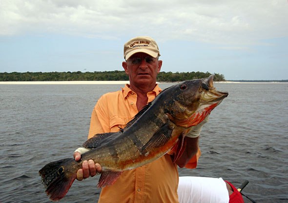 Terry Gizzi hammers a big peacock bass while fishing with Don Stevens mid-week.