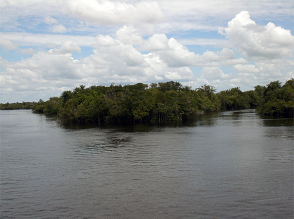 The flooded Amazon jungle alongside the might Rio Negro in Brazil!