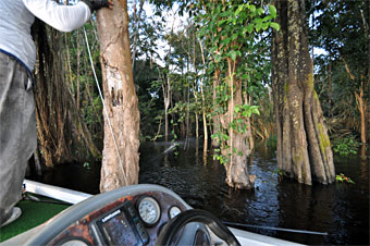 Threading a big topwater prop bait through the trees and ripping it correctly takes some concentration and effort. The guides get the bass ready to go so your effort isn't wasted!